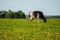 Cow on flower meadow. Royalty Free Stock Photo